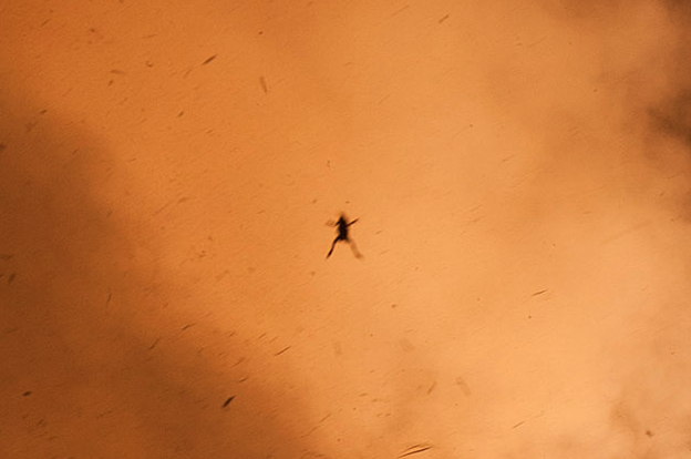Frog Photobombs NASA Moon Probe Launch (Photo)